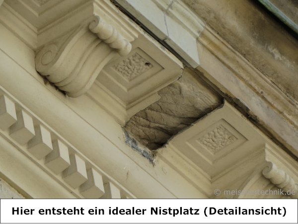 MEISSNER - 50x Spatzenbürsten - ca. 16 cm lang - Ø 9 cm - flexible und UV-beständige Borsten passen sich dem Hohlraum an
